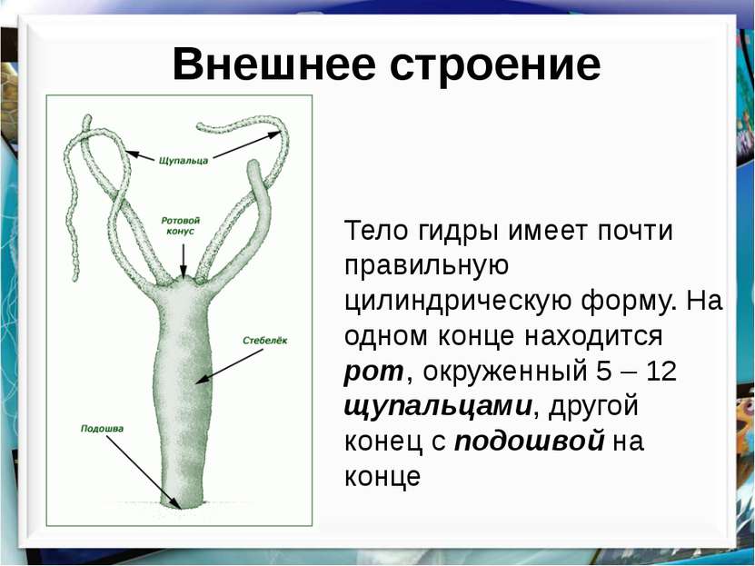 Кракен ссылка германия